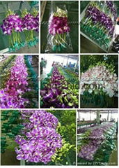 Wholesale Fresh Orchid Cut Flower