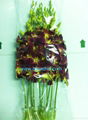 Dyed Orchid cut flower 5