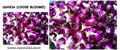 Orchid Loose Bloom(Orchid Flower) 4