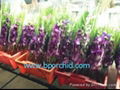 Wholesale Fresh Orchid Cut Flower 2