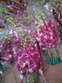 Wholesale Fresh Orchid Cut Flower 3