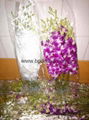 Wholesale Fresh Orchid Cut Flower 1