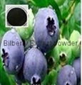 Bilberry Extract powder 1