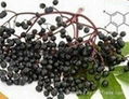 Elderberry P.E.