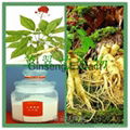 Ginseng Extract