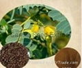 Cassia Seed Extract 1