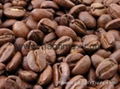 HIGH QUALITY CHEAP PRICE ROBUSTA COFFEE BEANS 2