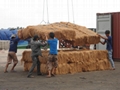 Best price for coconut fiber 2