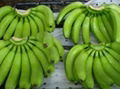 Fresh Cavendish Bananas 1