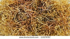 Dried Sagassum Seaweed