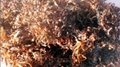 Dried Sagassum Seaweed 2