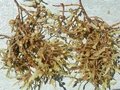 Dried Sagassum Seaweed 3