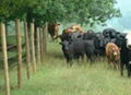 High tensile wire fence applied for enclosing animals 1