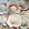 Shell scallop 3