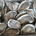 Haalf shell oyster