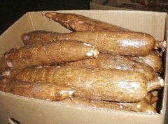  Fresh cassava with skin