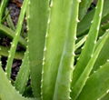 Many products from Aloe vera 1