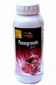 Pomegranate Juice 1