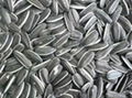 Sunflower seeds 1