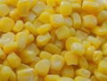 yellow corn 1