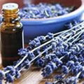 Lavender Oil 1