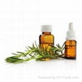 Rosemary Oil