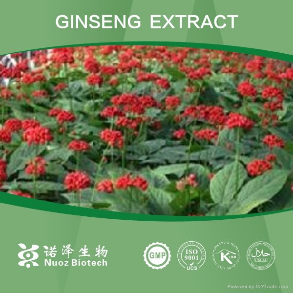 100% Natural Panax Ginseng Extract 3