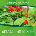 2014 New Products Panax Ginseng Extract