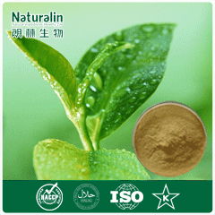 Green Tea Extract