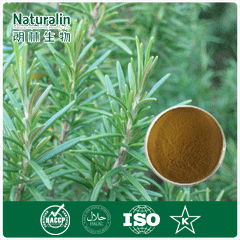 Rosemary Extract