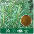 Rosemary Extract