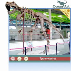  dinosaur skeleton for exhibition