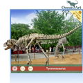  dinosaur skeleton for exhibition 2