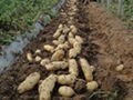 荷兰十五土豆种子 2