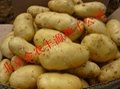 荷蘭十五土豆種子 3