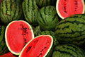 Watermelon 2