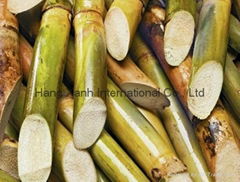 Sugarcane