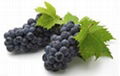 Grape Seed Extract Water-Soluble