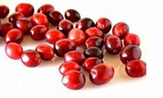 Cranberry Extract Proanthocyandin Anthocyanidin Organic Acid