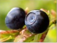 Bilberry Extract Anthocyanidin