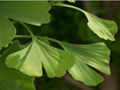 Ginkgo Biloba Extract  Ginkgo flavone