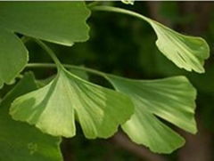 Ginkgo Biloba Extract  Ginkgo flavone glycosides