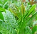 Green Tea Extract Total tea polyphenols 1