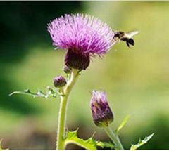 Milk Thistle Extract Silymarin