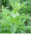 Stevia Extract Stevioside 1