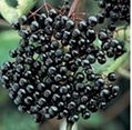 Black Currant Extract Anthocyanidins