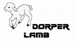 Dorper Lamb