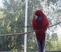 Bird Netting,Anti-bird Nets,Aviary Mesh 1