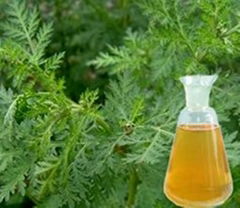 Wormwood Oil