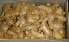 Fresh ginger